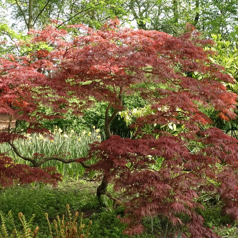 Acer palmatum Dissectum Garnet - Japanese Maple (Plant habit)