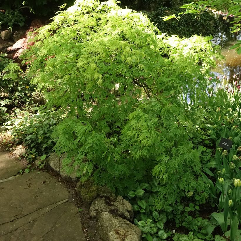 Acer palmatum Dissectum Viridis - Japanese Maple (Plant habit)