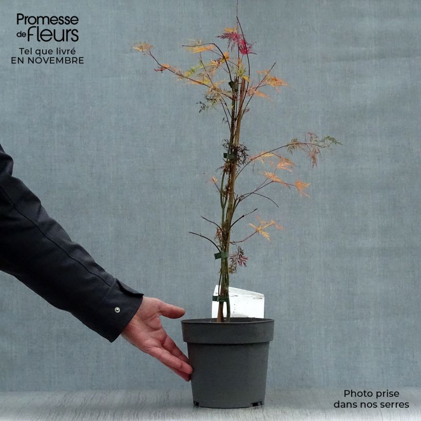 Acer palmatum var. dissectum Emerald Lace - Japanese Maple 7.5L/10L pot sample as delivered in autumn