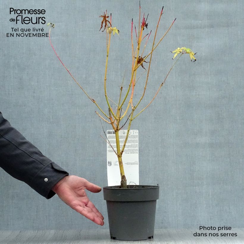 Acer palmatum Bi Hoo - Japanese Maple 2L/3L pot sample as delivered in autumn