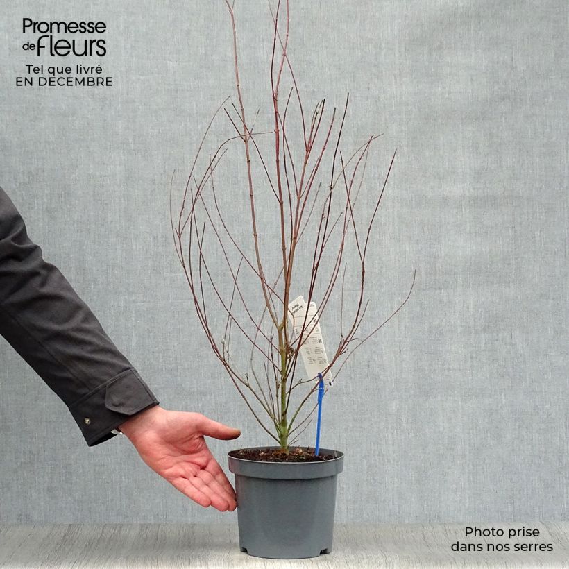 Acer palmatum Phoenix - Japanese Maple 2L/3L pot sample as delivered in winter