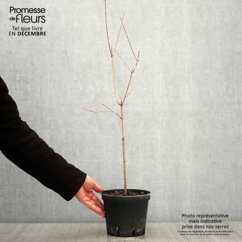 Acer tataricum subsp. ginnala - Maple 2L/3L pot sample as delivered in autumn