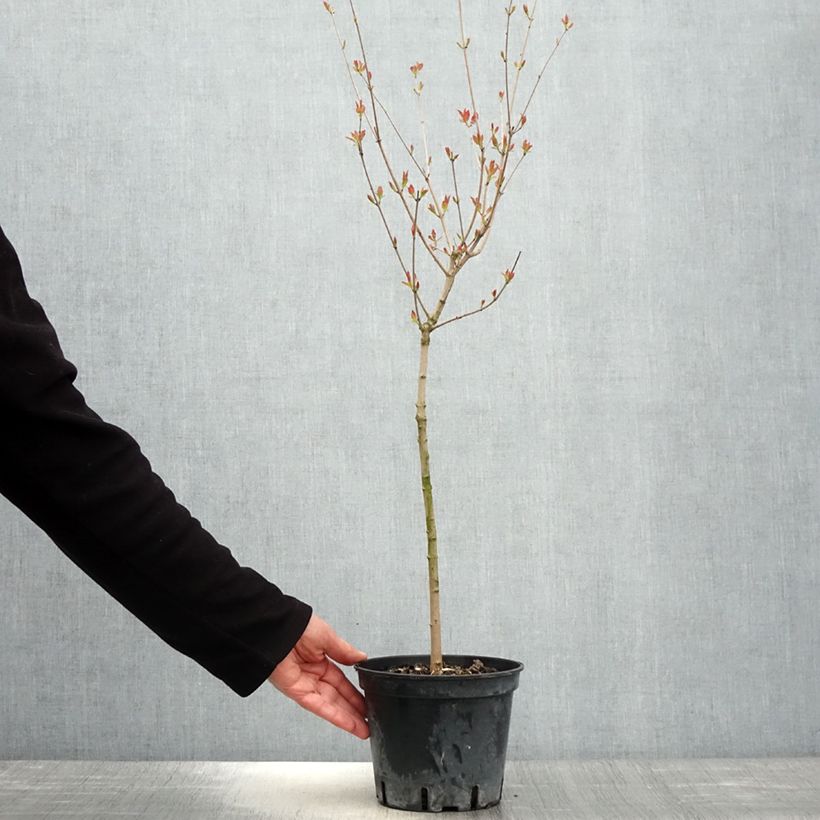 Acer tataricum subsp. ginnala - Maple 2L/3L pot sample as delivered in spring