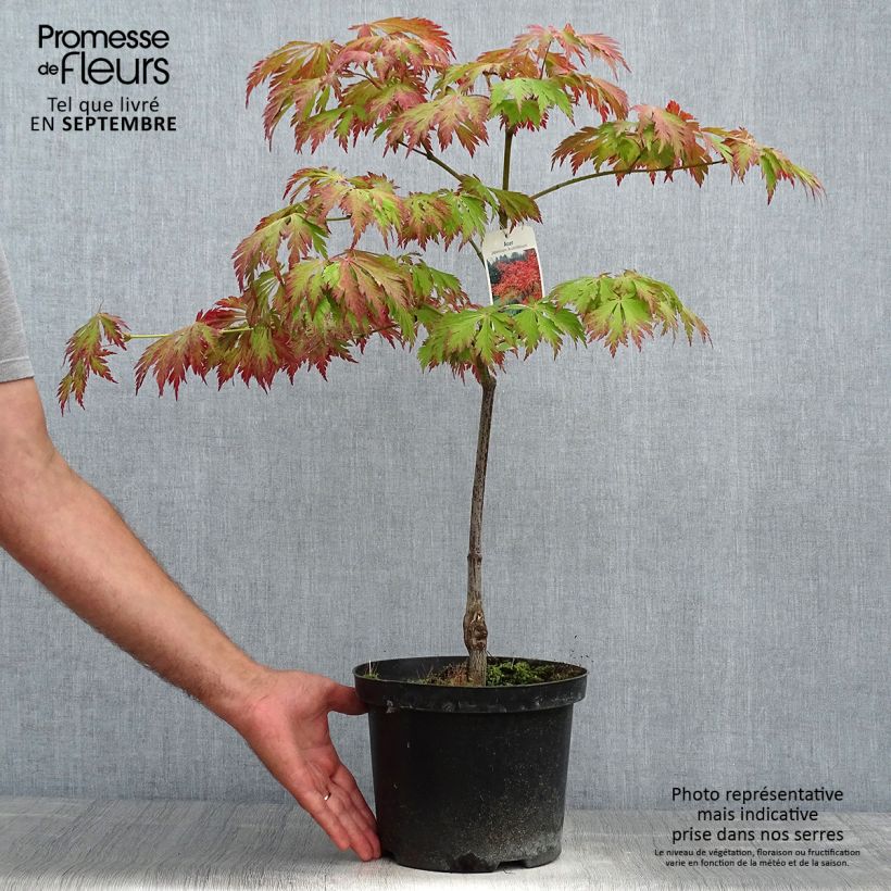 Acer japonicum Aconitifolium - Japanese Maple 4L/5L pot sample as delivered in autumn