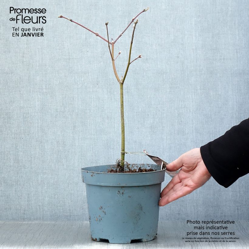 Acer japonicum Aconitifolium - Japanese Maple 4L/5L pot sample as delivered in winter