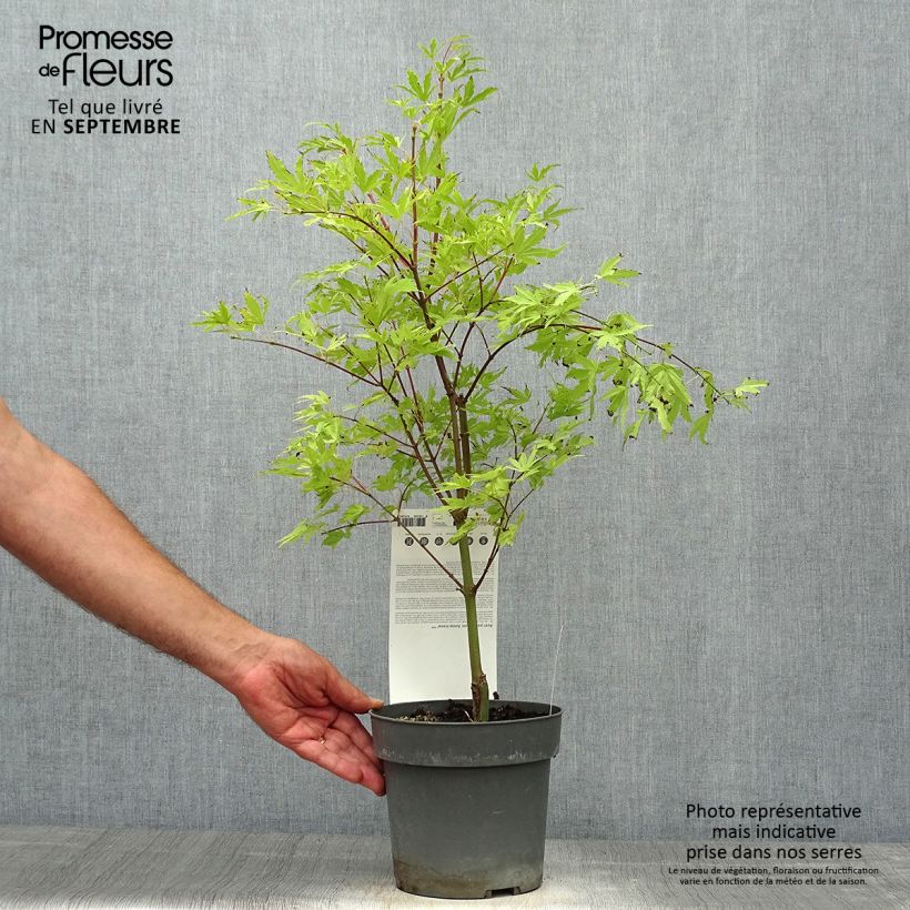 Acer palmatum Anne Irene - Japanese Maple 2L/3L pot sample as delivered in autumn