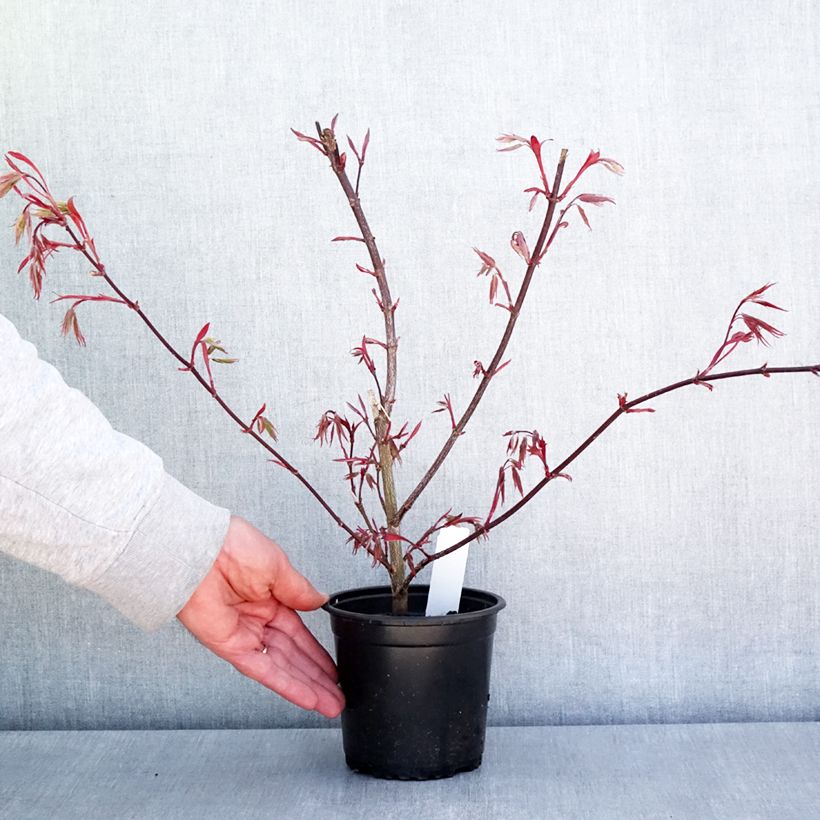 Acer palmatum Atropurpureum - Japanese Maple 10cm/11cm pot sample as delivered in spring