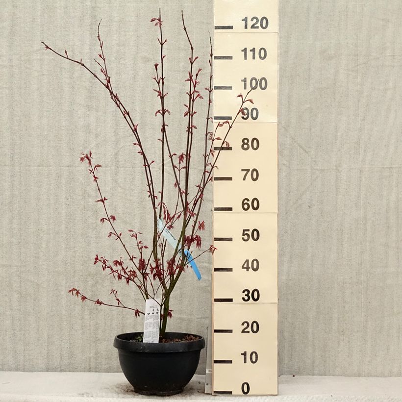 Acer palmatum Atropurpureum - Japanese Maple 4L/5L pot sample as delivered in spring