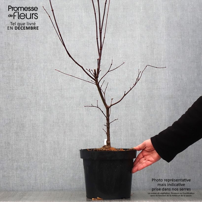 Acer palmatum Atropurpureum - Japanese Maple 4L/5L pot sample as delivered in autumn