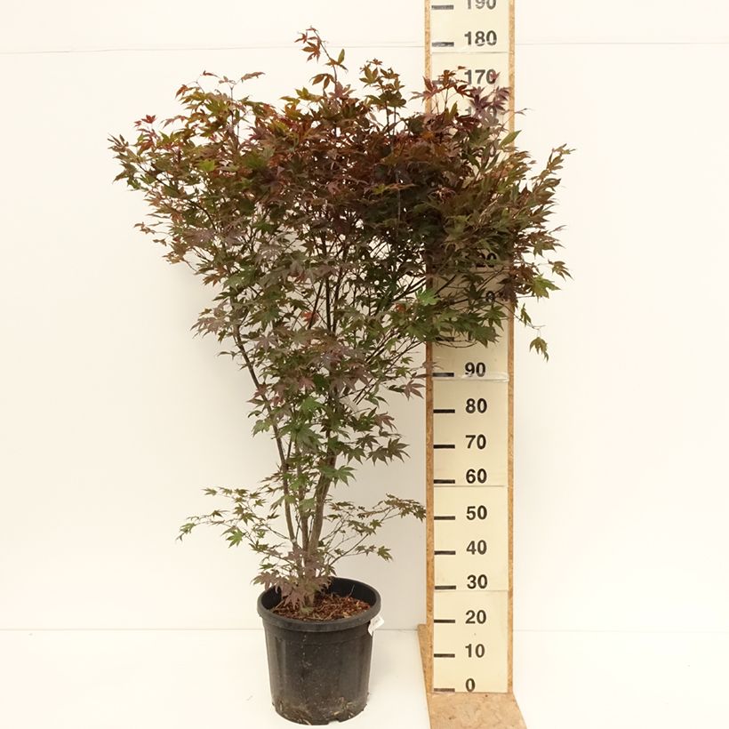 Acer palmatum Atropurpureum - Japanese Maple 20L/25L pot sample as delivered in summer