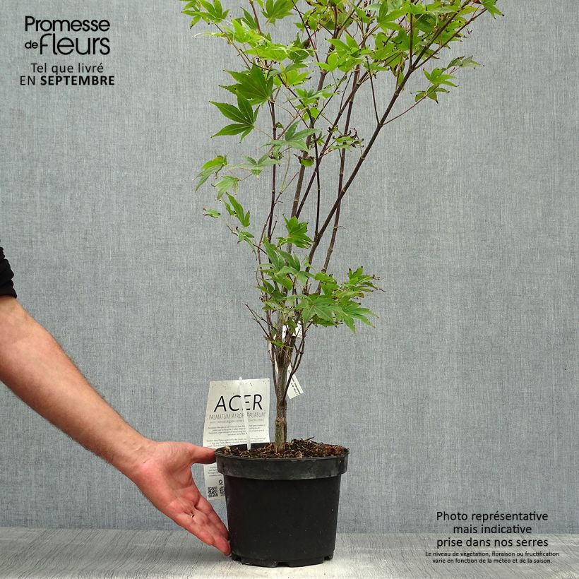 Acer palmatum Atropurpureum - Japanese Maple 2L/3L pot sample as delivered in autumn