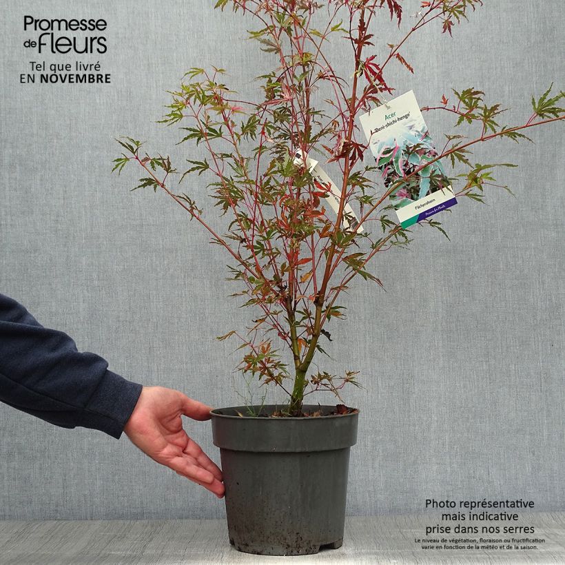 Acer palmatum Beni Shichihenge - Japanese Maple 3L/4L pot sample as delivered in autumn