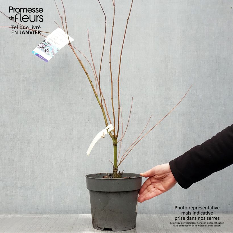 Acer palmatum Beni Shichihenge - Japanese Maple 3L/4L pot sample as delivered in winter