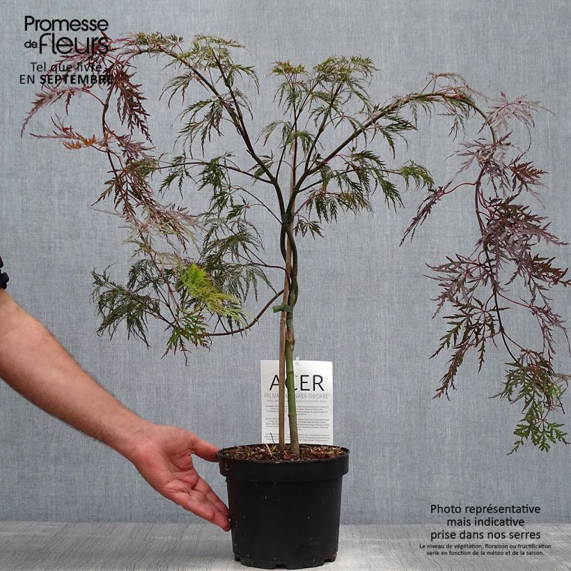 Acer palmatum Bloodgood - Japanese Maple 3L/4L pot sample as delivered in autumn