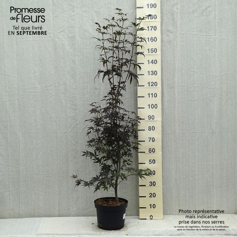 Acer palmatum Bloodgood - Japanese Maple 7.5L/10L pot sample as delivered in autumn