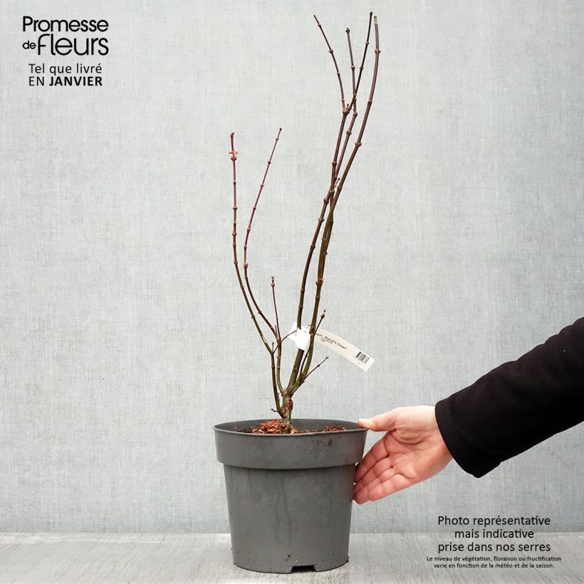 Acer palmatum Brandt’s Dwarf - Japanese Maple 4L/5L pot sample as delivered in winter
