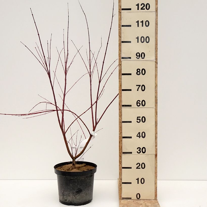 Acer palmatum Brown Sugar JWW7 - Japanese Maple 7.5L/10L pot sample as delivered in winter