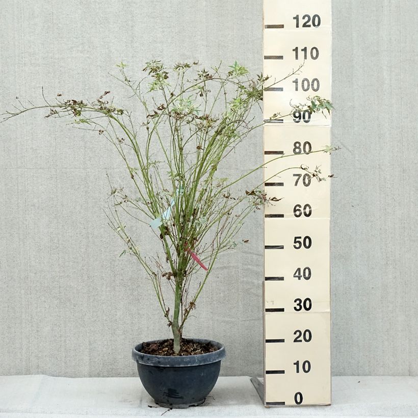 Acer palmatum Butterfly - Japanese Maple 7.5L/10L pot sample as delivered in autumn