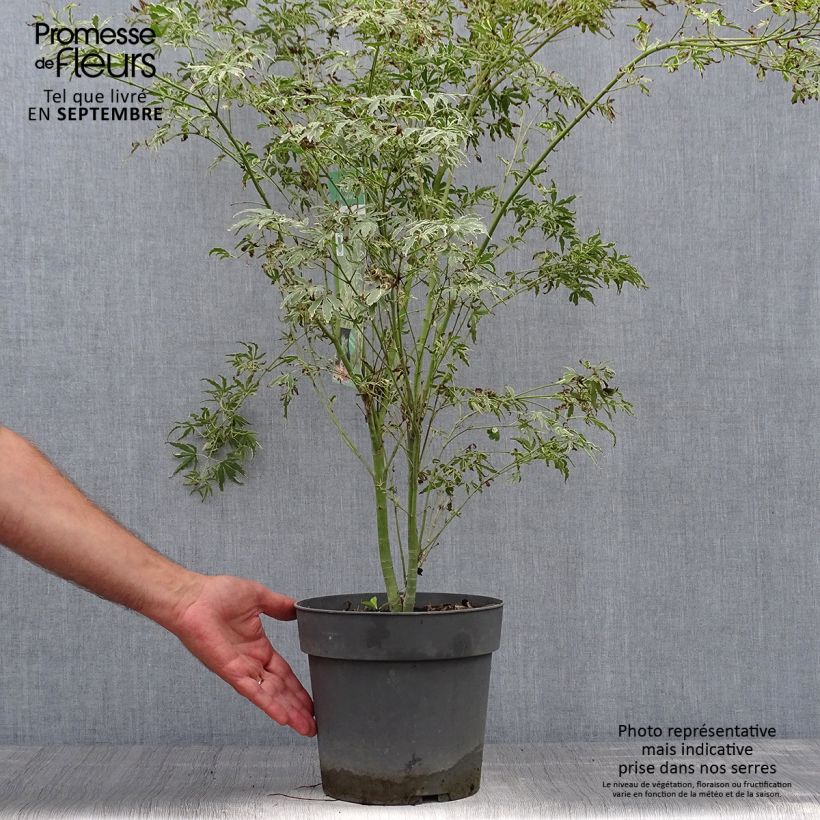 Acer palmatum Butterfly - Japanese Maple 4L/5L pot sample as delivered in autumn