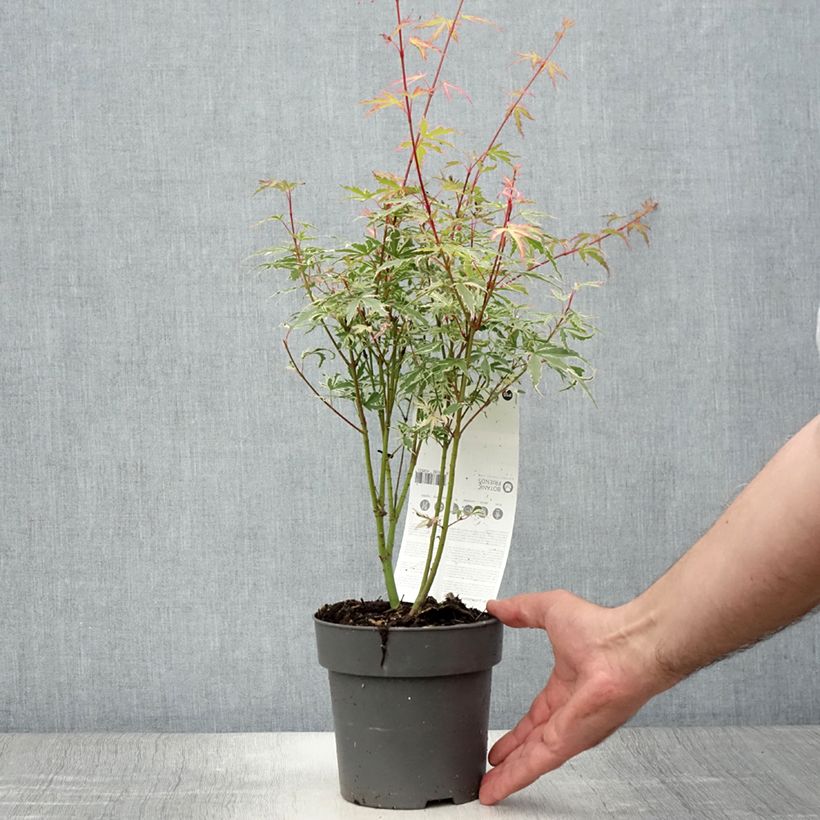 Acer palmatum Butterfly - Japanese Maple 10cm/11cm pot sample as delivered in summer