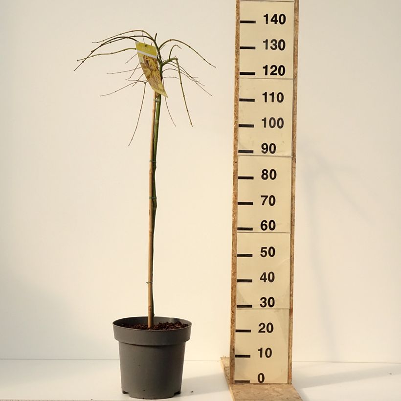 Acer palmatum Cascade Citrine - Japanese Maple 7.5L/10L pot sample as delivered in winter