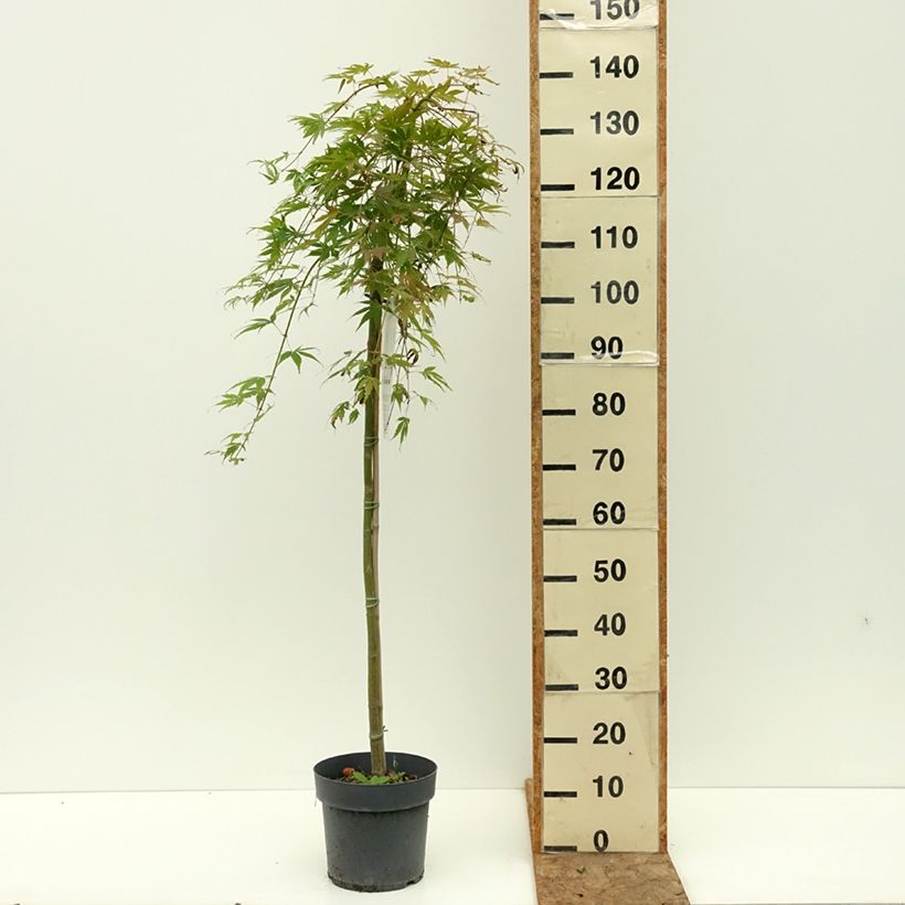 Acer palmatum Cascade Emerald - Japanese Maple 6L/7L pot, Half standard sample as delivered in summer