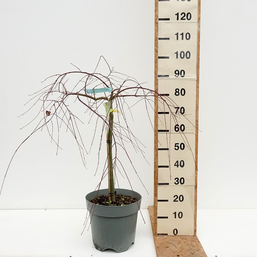 Acer palmatum Cascade Gold - Japanese Maple 7.5L/10L pot sample as delivered in autumn