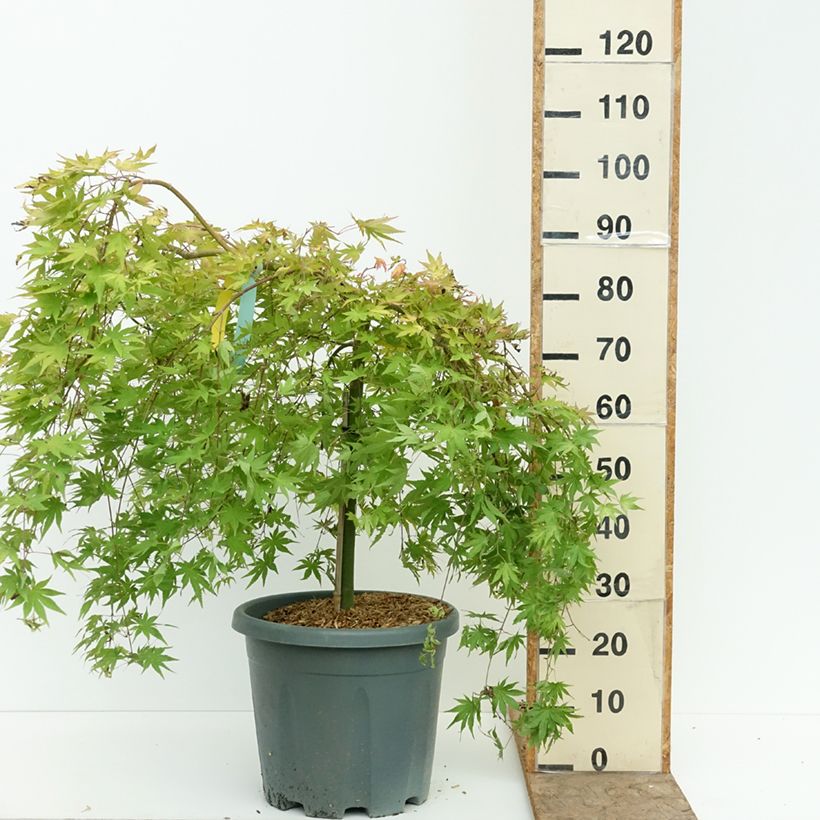 Érable du Japon - Acer palmatum Cascade Gold Pot de 12L/15L, Quart de tige sample as delivered in summer