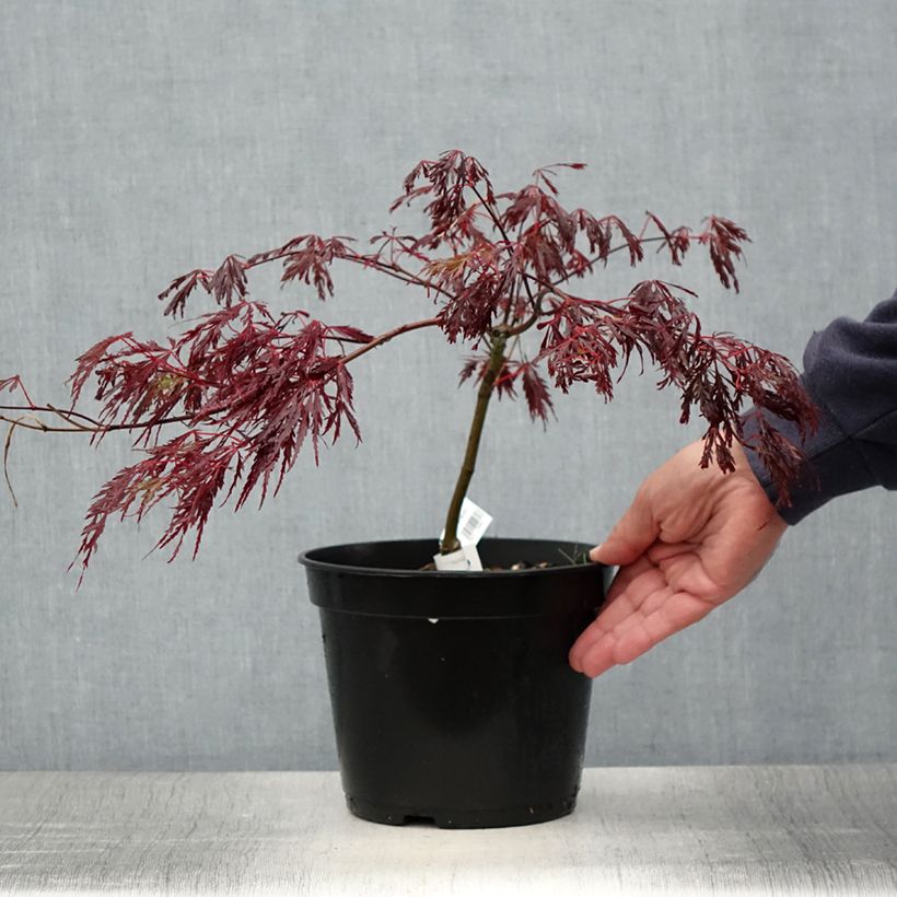 Acer palmatum susbp. dissectum Crimson Queen - Japanese Maple 2L/3L pot sample as delivered in summer