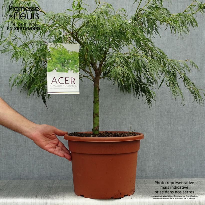 Acer palmatum Dissectum - Japanese Maple 7.5L/10L pot sample as delivered in autumn