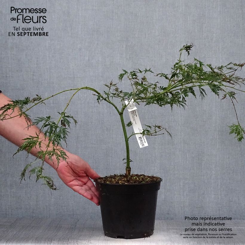 Acer palmatum Dissectum - Japanese Maple 3L/4L pot sample as delivered in autumn