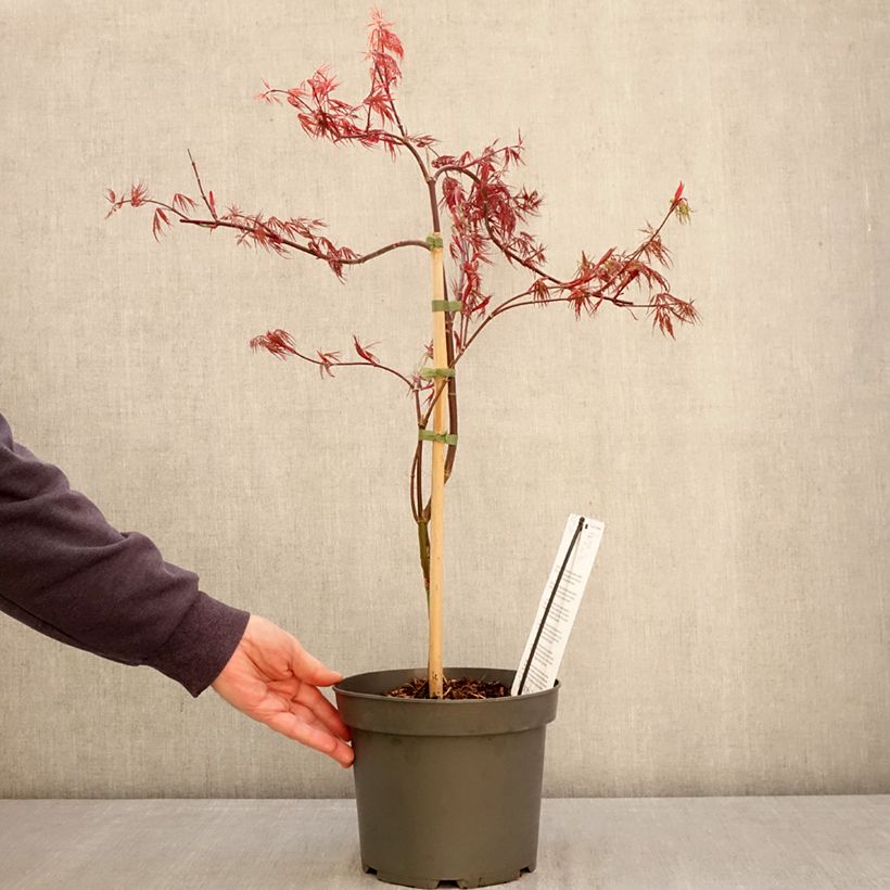 Acer palmatum var.dissectum Firecracker - Japanese Maple 4L/5L pot sample as delivered in spring