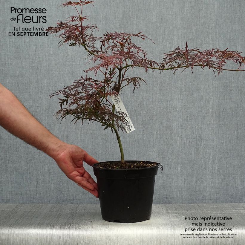 Acer palmatum Dissectum Garnet - Japanese Maple 3L/4L pot sample as delivered in autumn