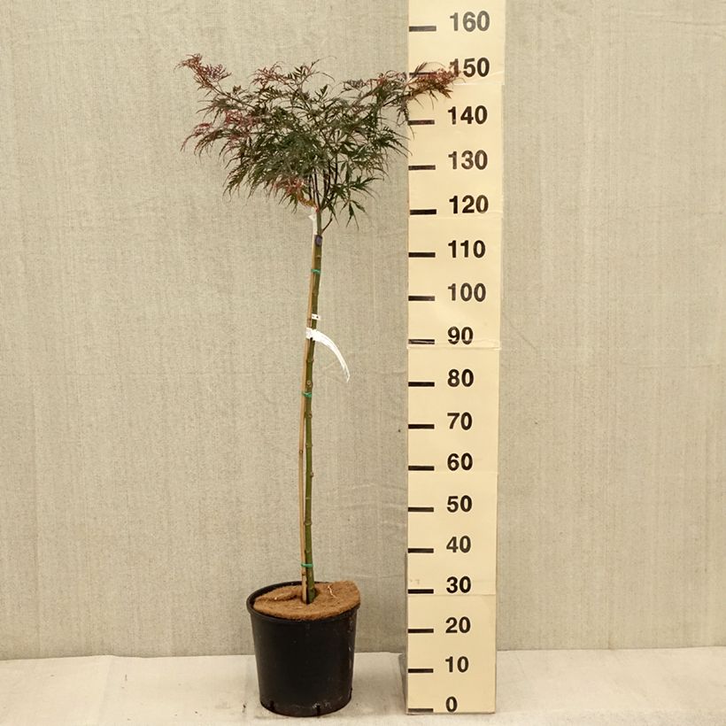 Acer palmatum Tamukeyama - Japanese Maple 7.5L/10L pot sample as delivered in autumn