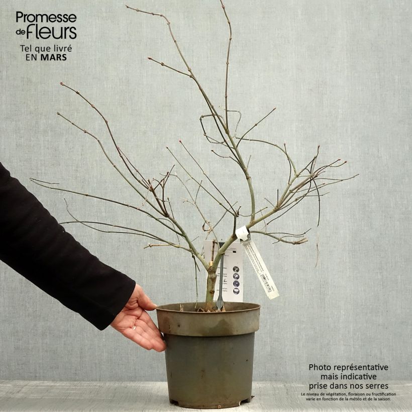 Acer palmatum Tamukeyama - Japanese Maple 4L/5L pot sample as delivered in spring