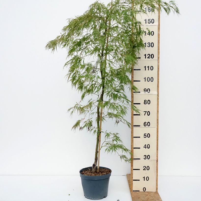 Acer palmatum Dissectum Viridis - Japanese Maple 7.5L/10L pot sample as delivered in autumn