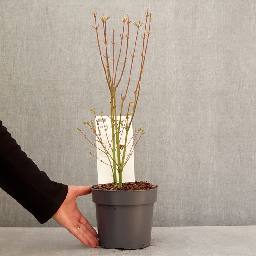 Acer palmatum Going Green - Japanese Maple 3L/4L pot sample as delivered in spring