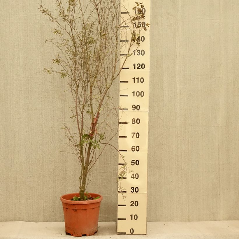 Acer palmatum Kagiri-nishiki - Japanese Maple 7.5L/10L pot sample as delivered in autumn