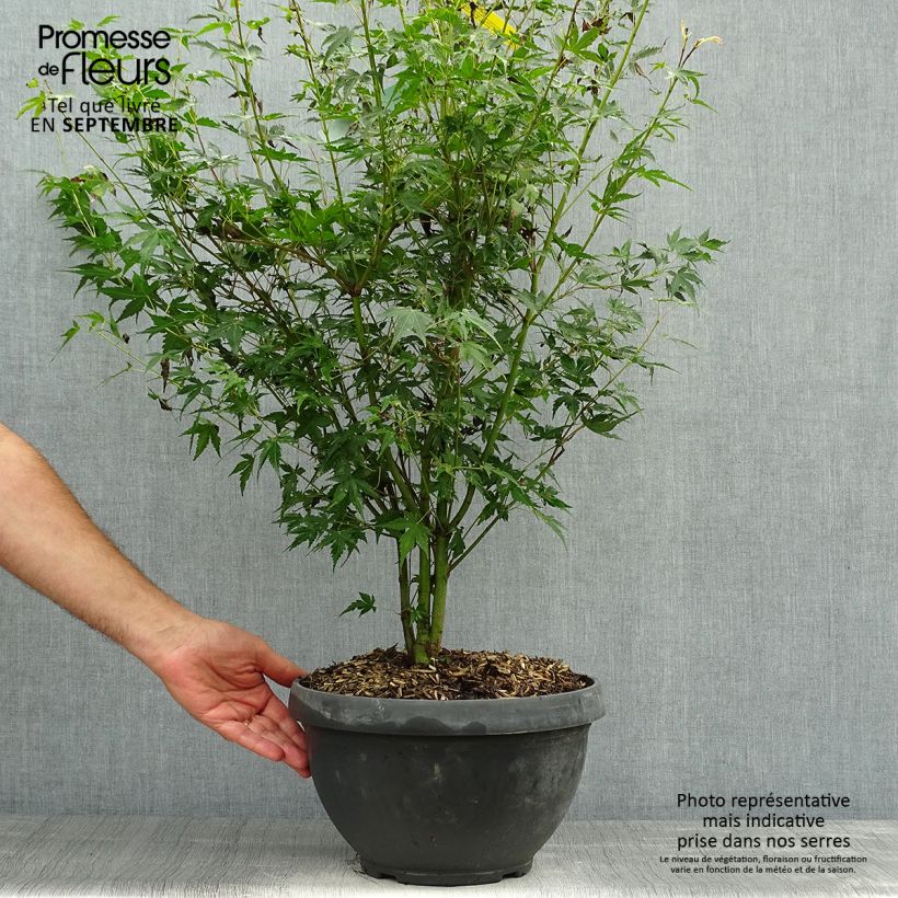 Acer palmatum Katsura - Japanese Maple 7.5L/10L bowl sample as delivered in autumn
