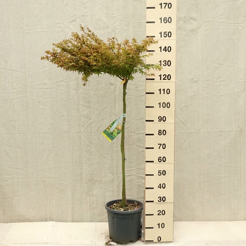 Acer palmatum Little Princess - Japanese Maple 7.5L/10L pot sample as delivered in spring