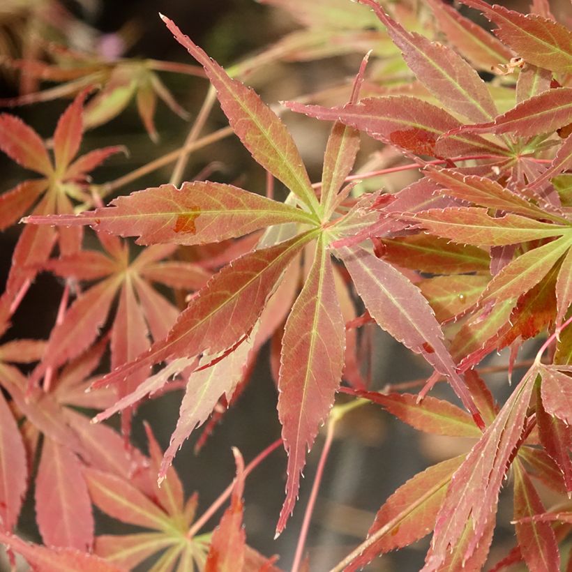 Acer palmatum Little Princess - Japanese Maple (Foliage)