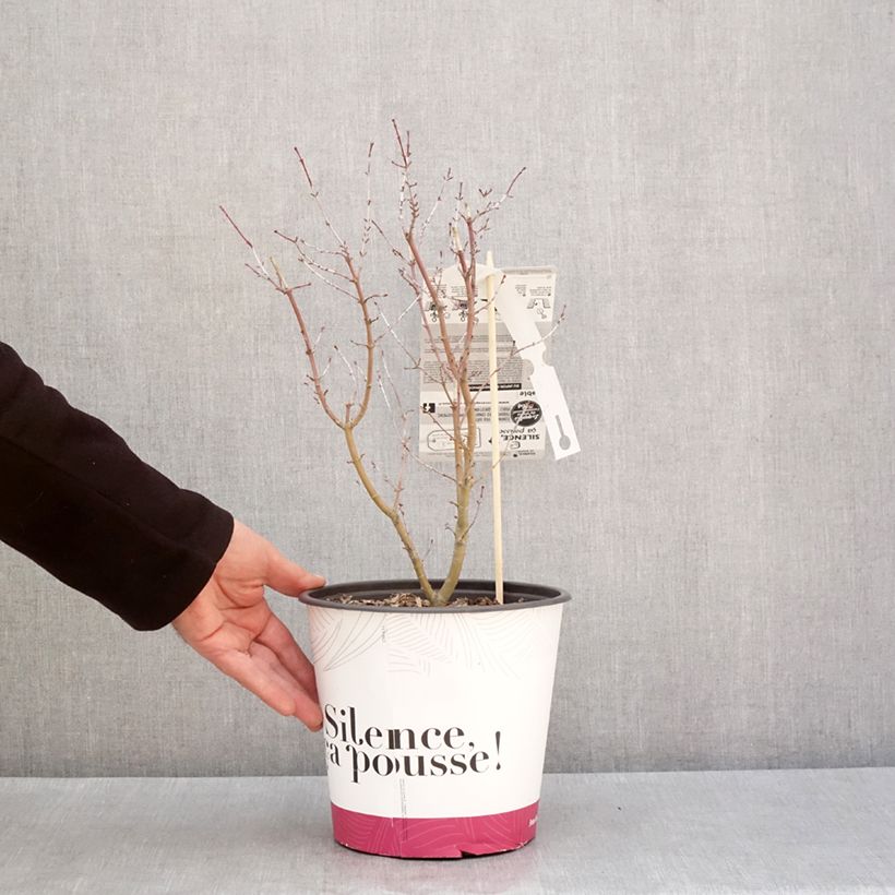 Acer palmatum Metamorphosa Arjos1 cov - Japanese Maple 4L/5L pot sample as delivered in winter