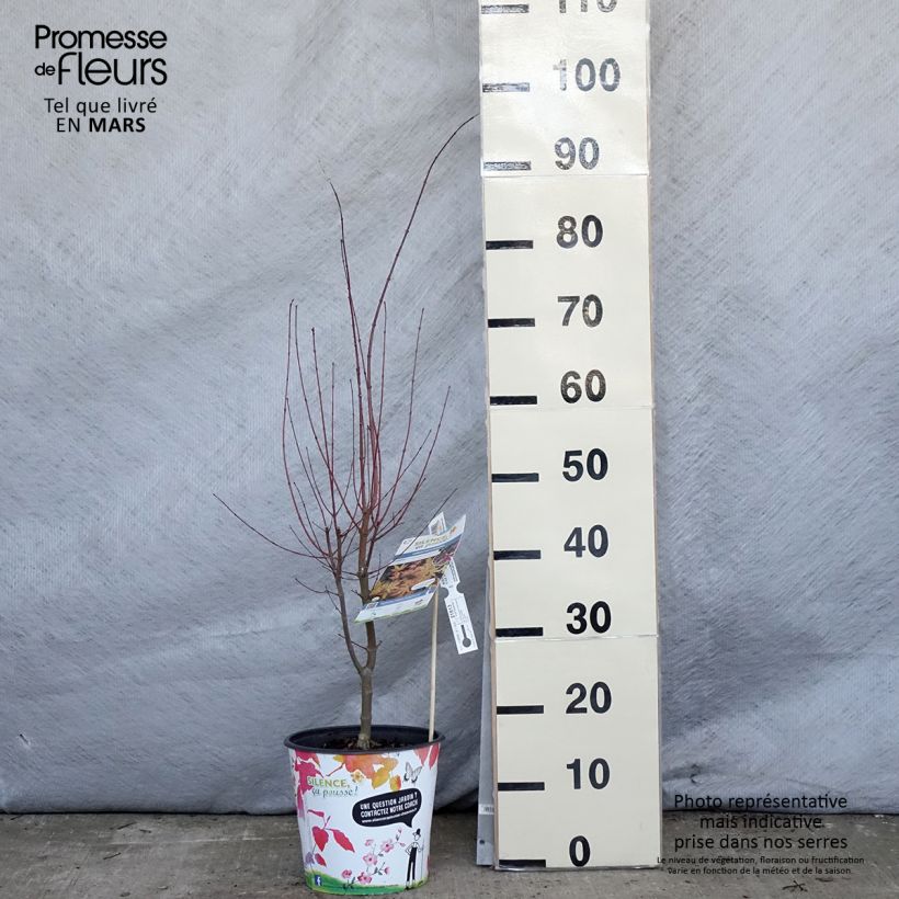 Acer palmatum Metamorphosa Arjos1 cov - Japanese Maple 4L/5L pot sample as delivered in spring