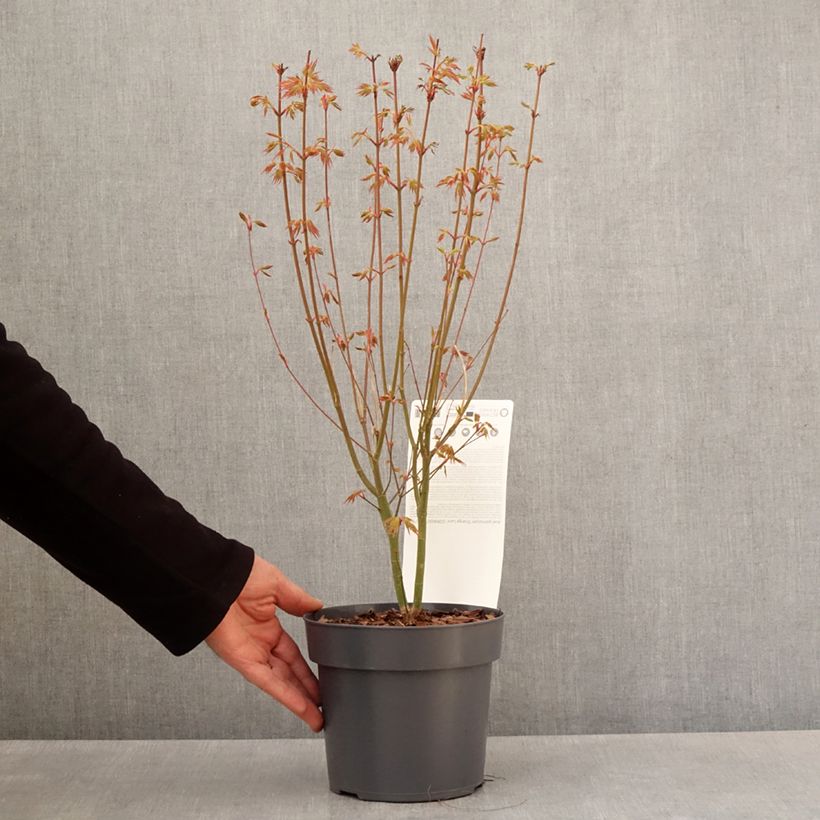 Acer Orange Lace - Japanese Maple 10cm/11cm pot sample as delivered in spring