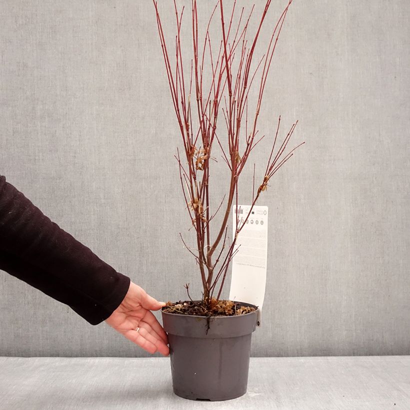 Acer Orange Lace - Japanese Maple 3L/4L pot sample as delivered in winter
