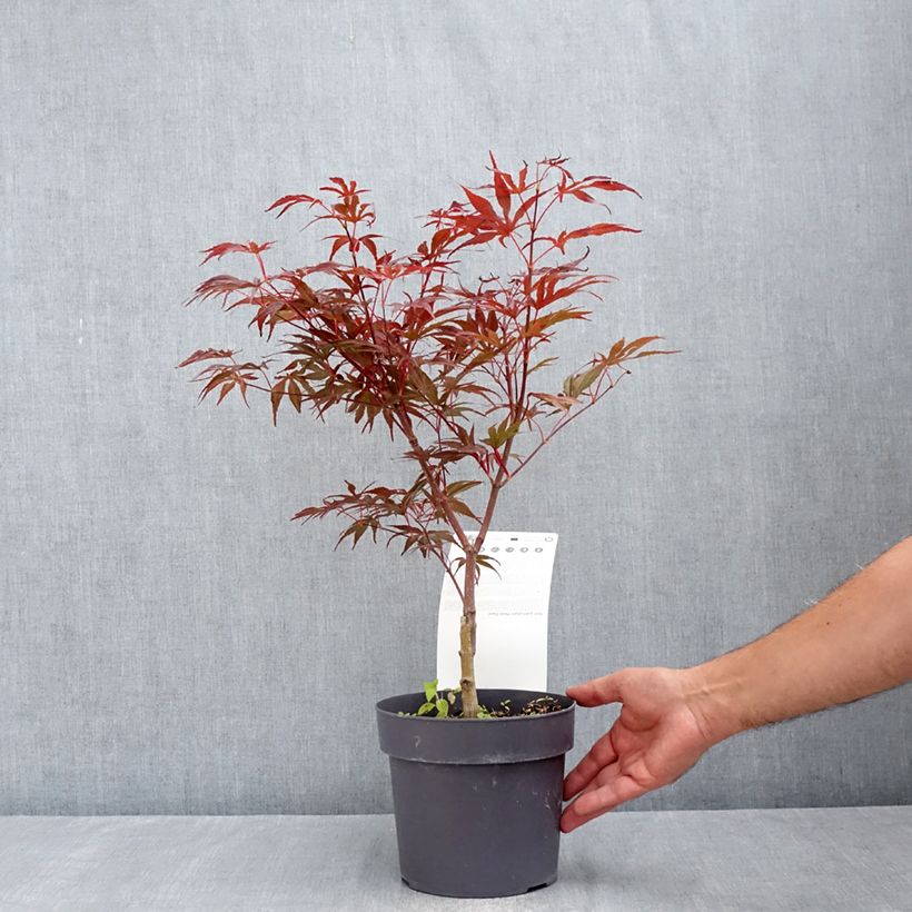 Acer palmatum Pévé Dave - Japanese Maple 3L/4L pot sample as delivered in summer