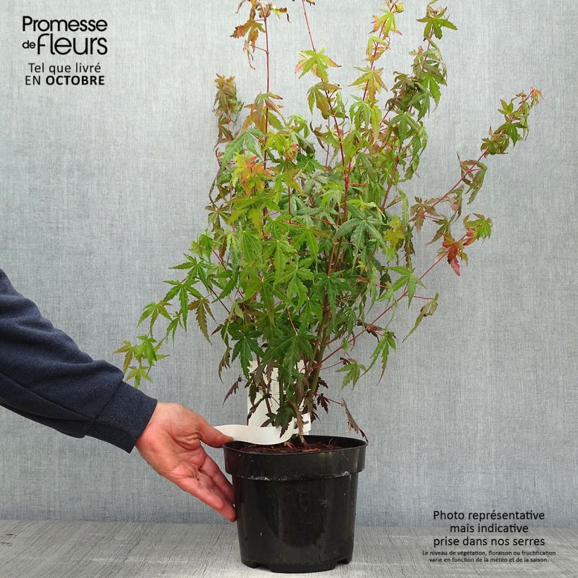 Acer palmatum - Japanese Maple 3L/4L pot sample as delivered in autumn