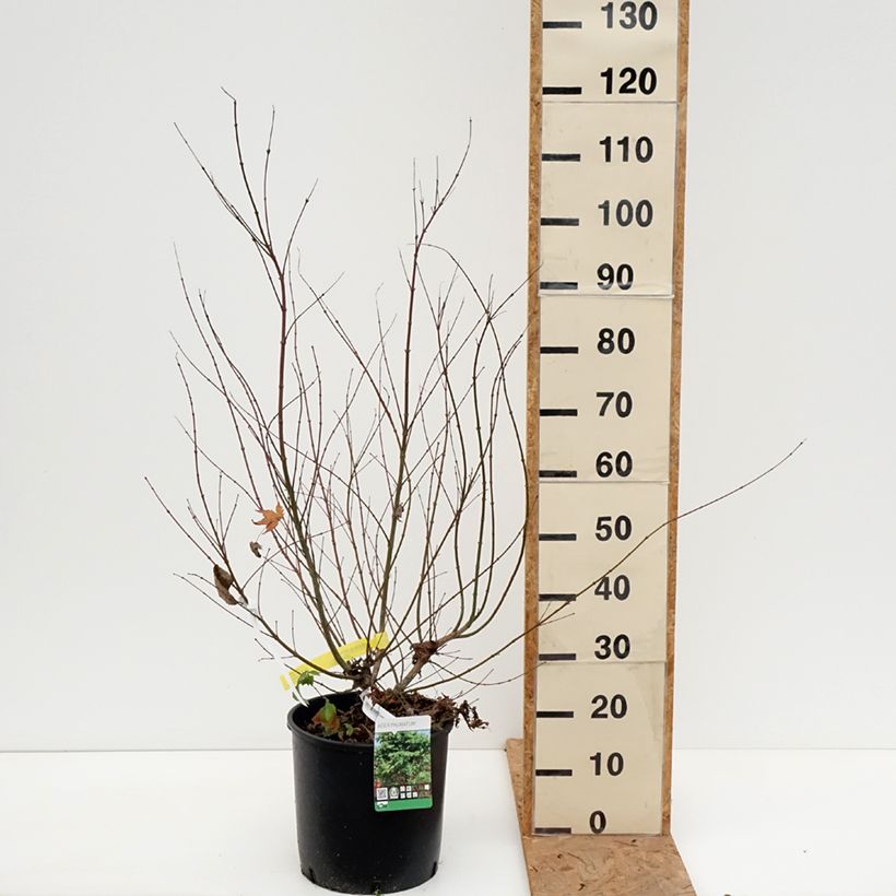 Acer palmatum - Japanese Maple 7.5L/10L pot sample as delivered in autumn