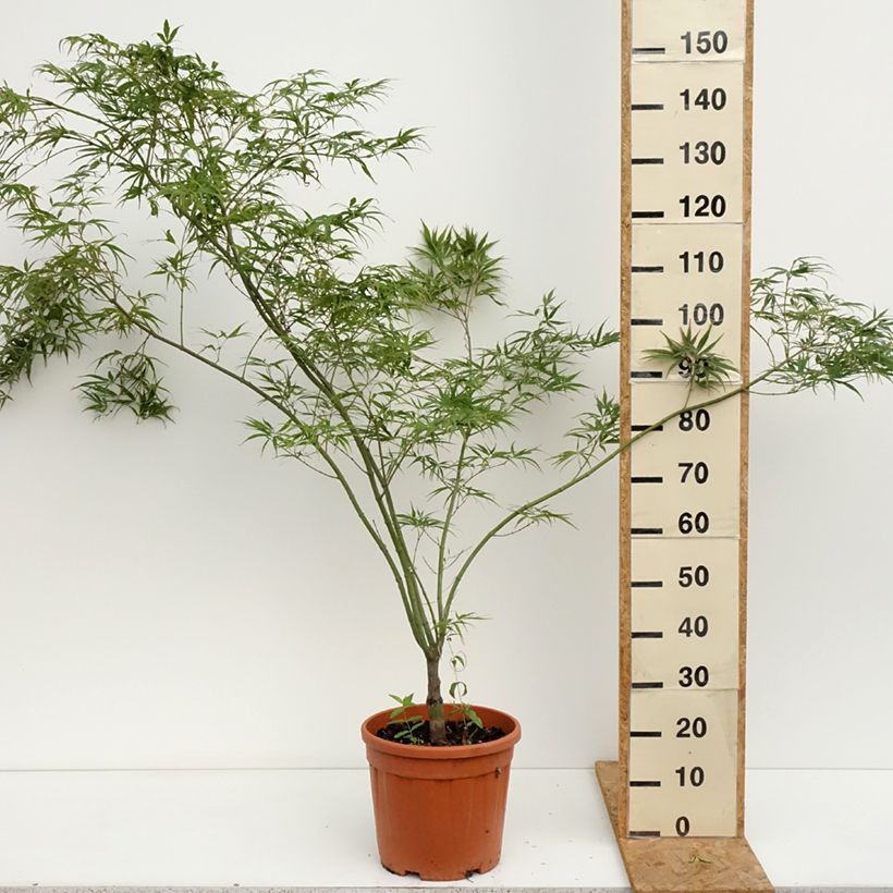 Acer palmatum Red Pygmy - Japanese Maple 7.5L/10L pot sample as delivered in summer