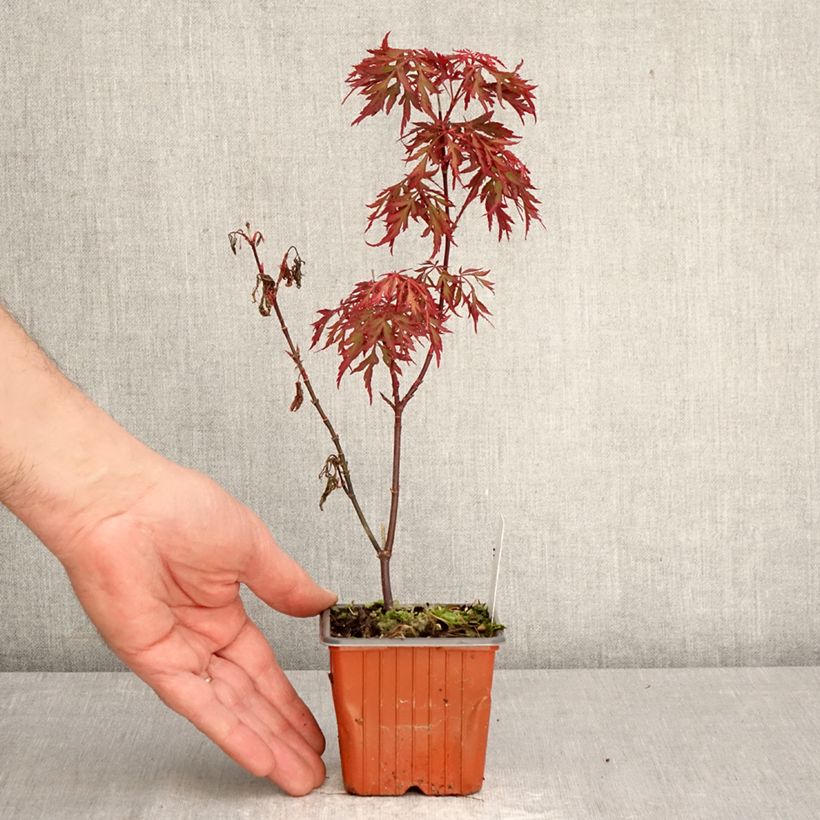 Acer palmatum Royal Garnet 8/9 cm pot sample as delivered in spring